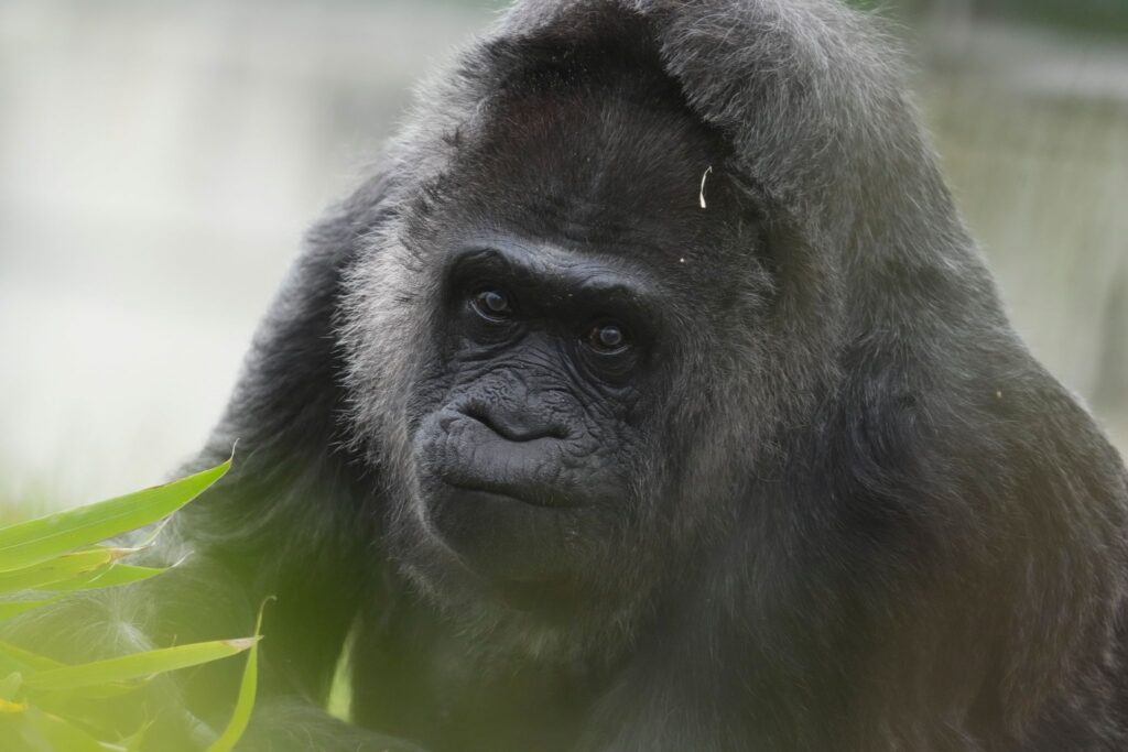 69. Geburtstag der Gorilla-Dame Fatou im Berliner Zoo