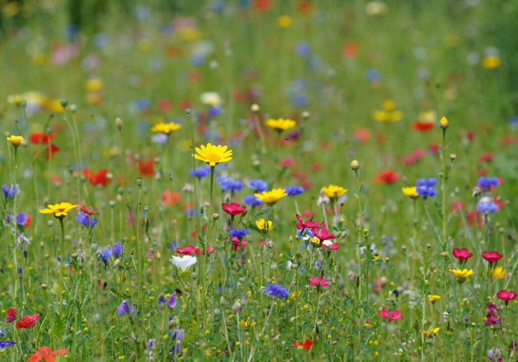 Wildblumenwiese