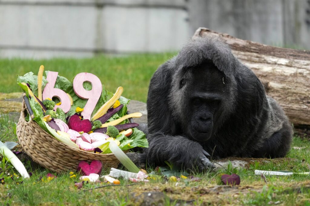 69. Geburtstag der Gorilla-Dame Fatou im Berliner Zoo