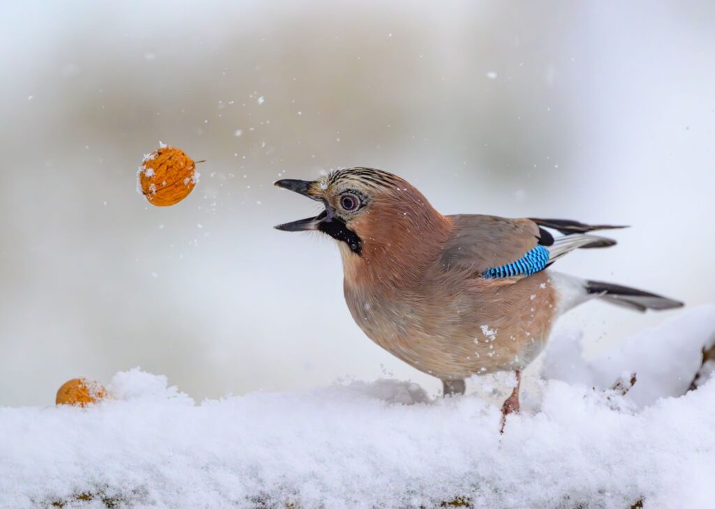 Eichelhäher im Schnee