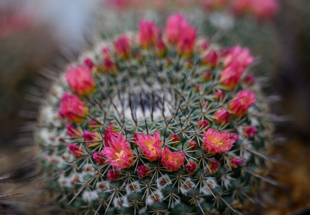 Botanischer Garten Halle öffnet für Besucher