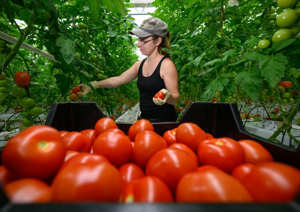 Tomatenernte