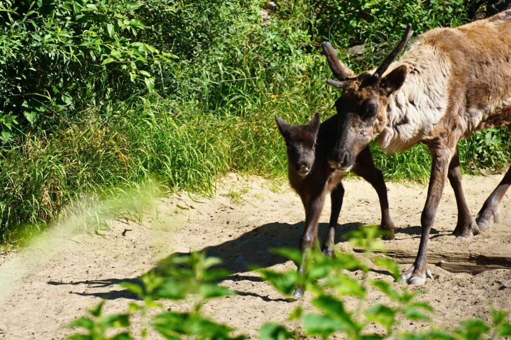 Rentier-Nachwuchs im Zoo Hannover