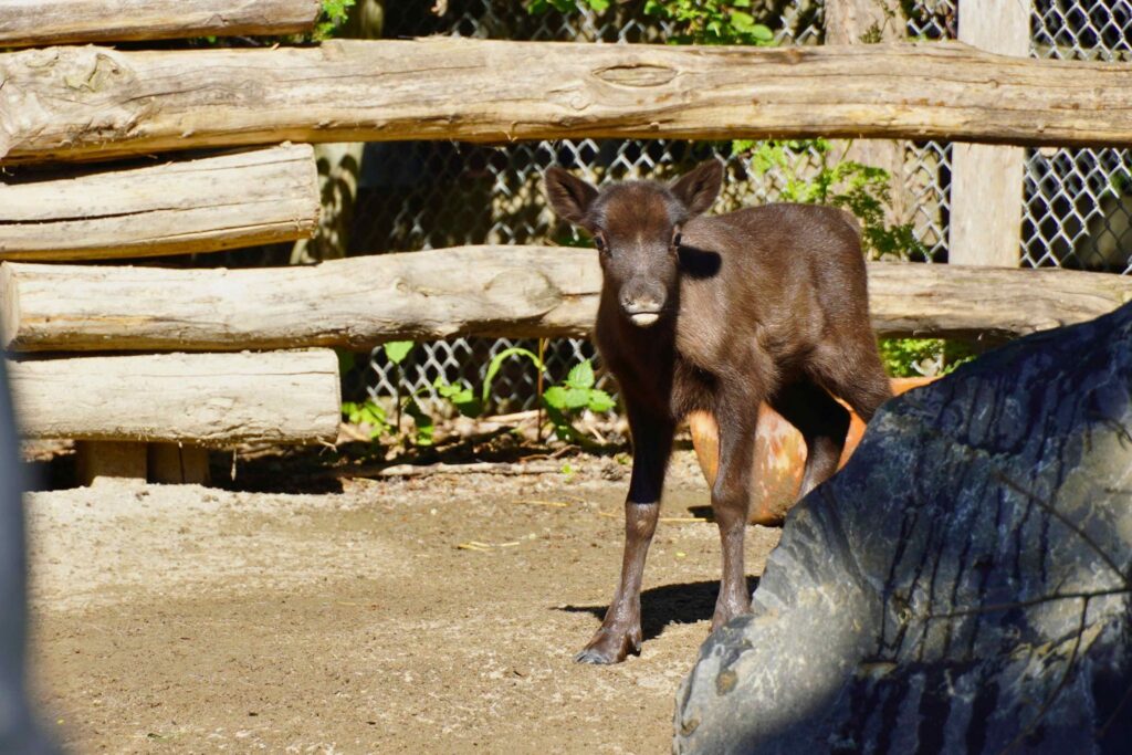 Rentier-Nachwuchs im Zoo Hannover