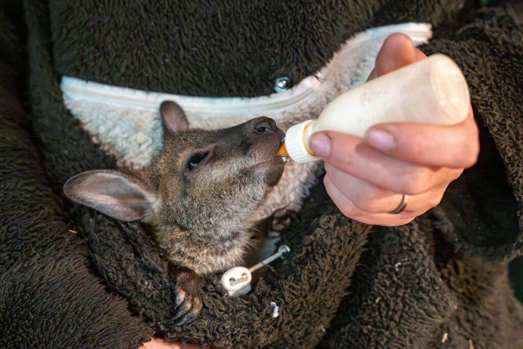 Tierpark-Chefin zieht Känguru-Baby im Pulli auf
