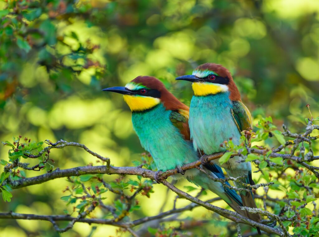 Bienenfresser haben ein buntes Gefieder.