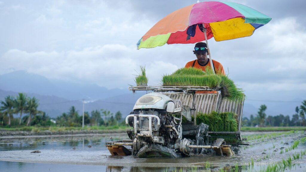 Reisanbau in Zentralsulawesi