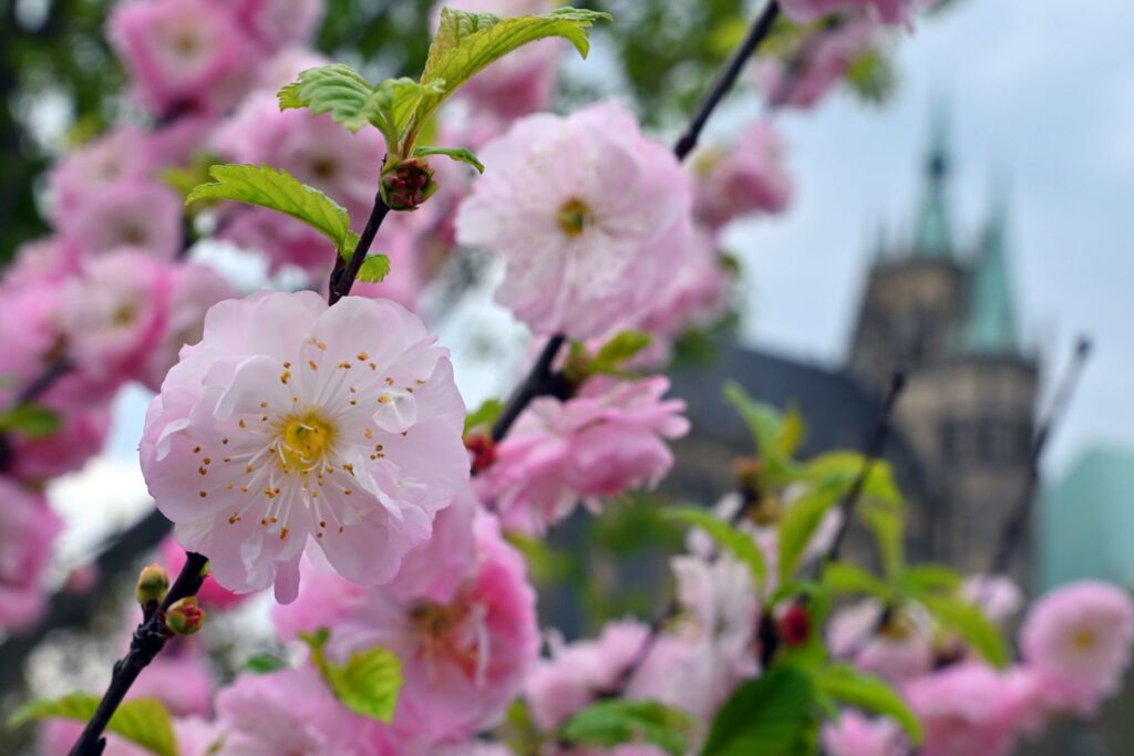 Frühling