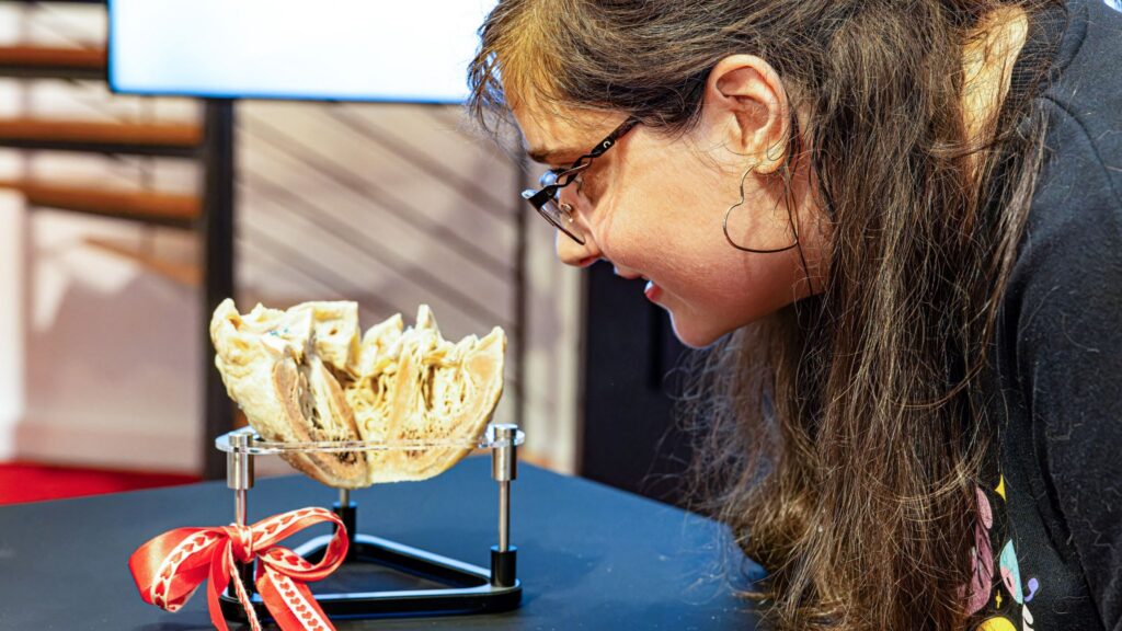 Plastinate und Plastinarium