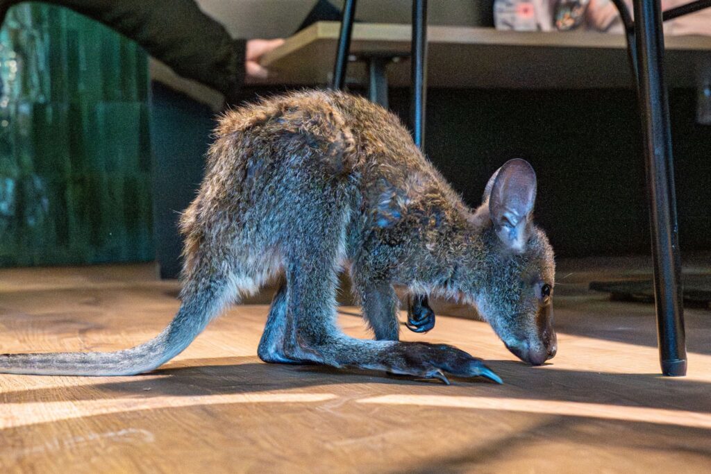 Tierpark-Chefin zieht Känguru-Baby im Pulli auf