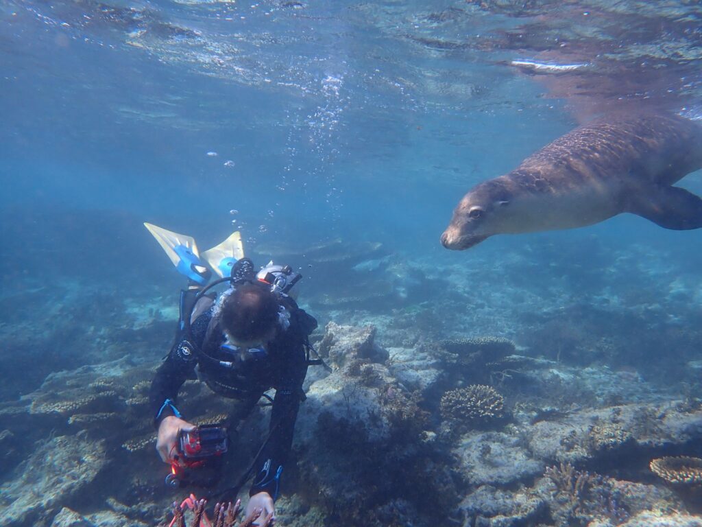 Korallen nahe der Houtman-Abrolhos-Inseln
