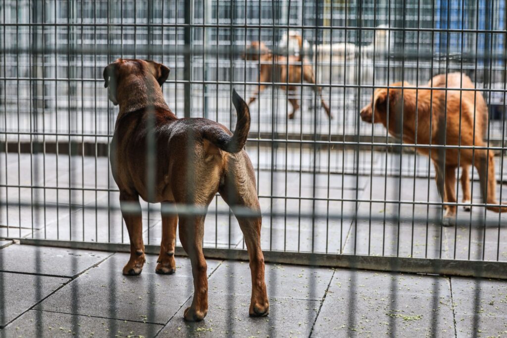 Tierheim Köln