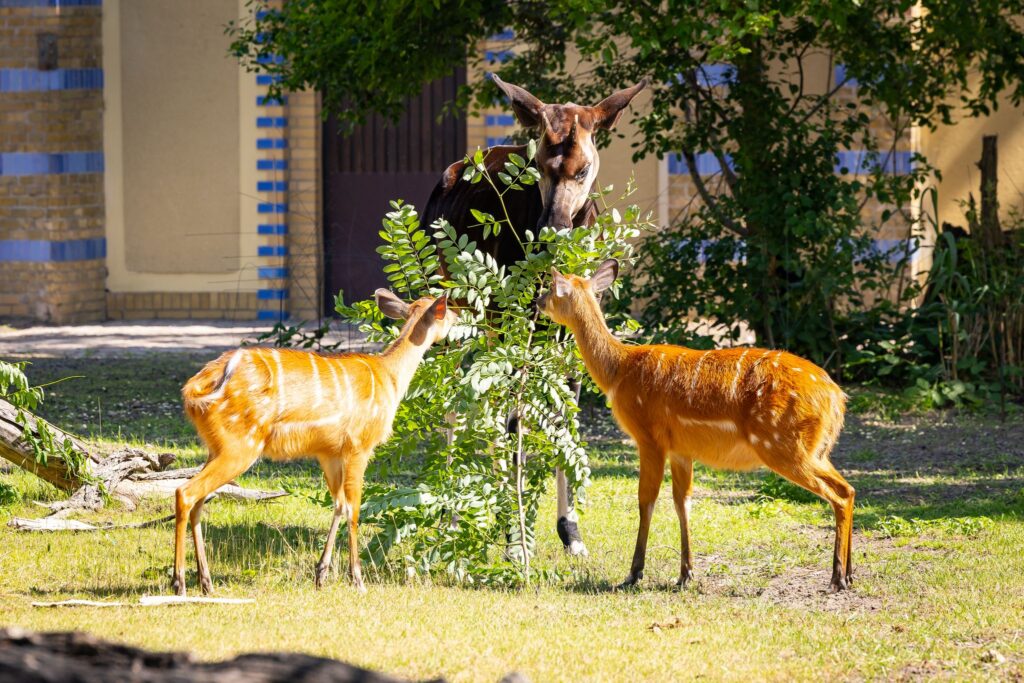 Sitatunga