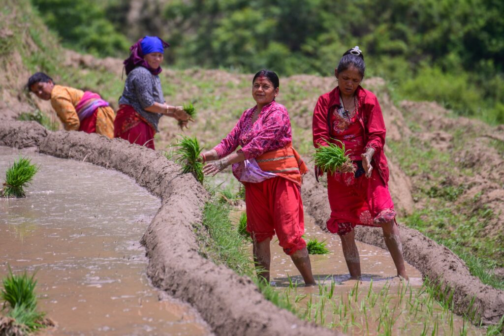 Reisanbausaison beginnt in Nepal