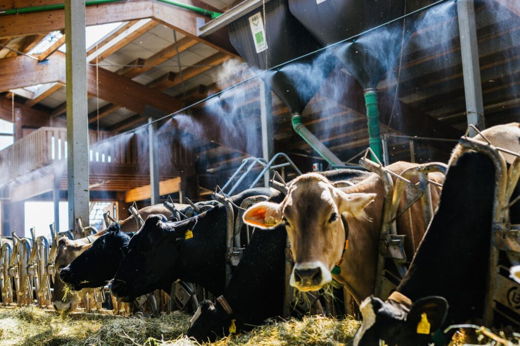 Abkühlung für Kühe im Stall