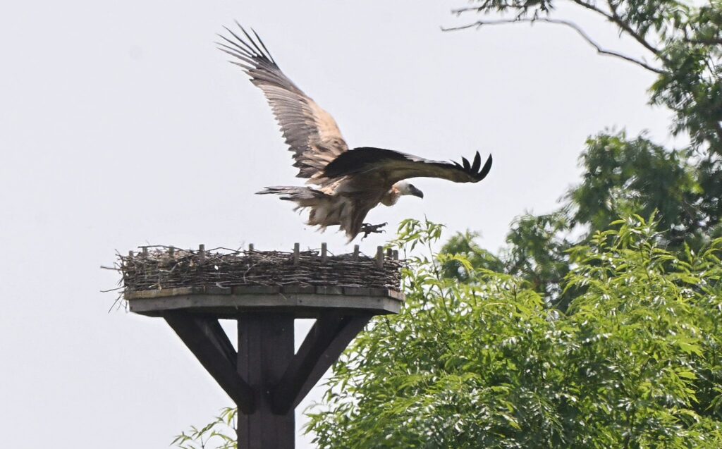 Gänsegeier