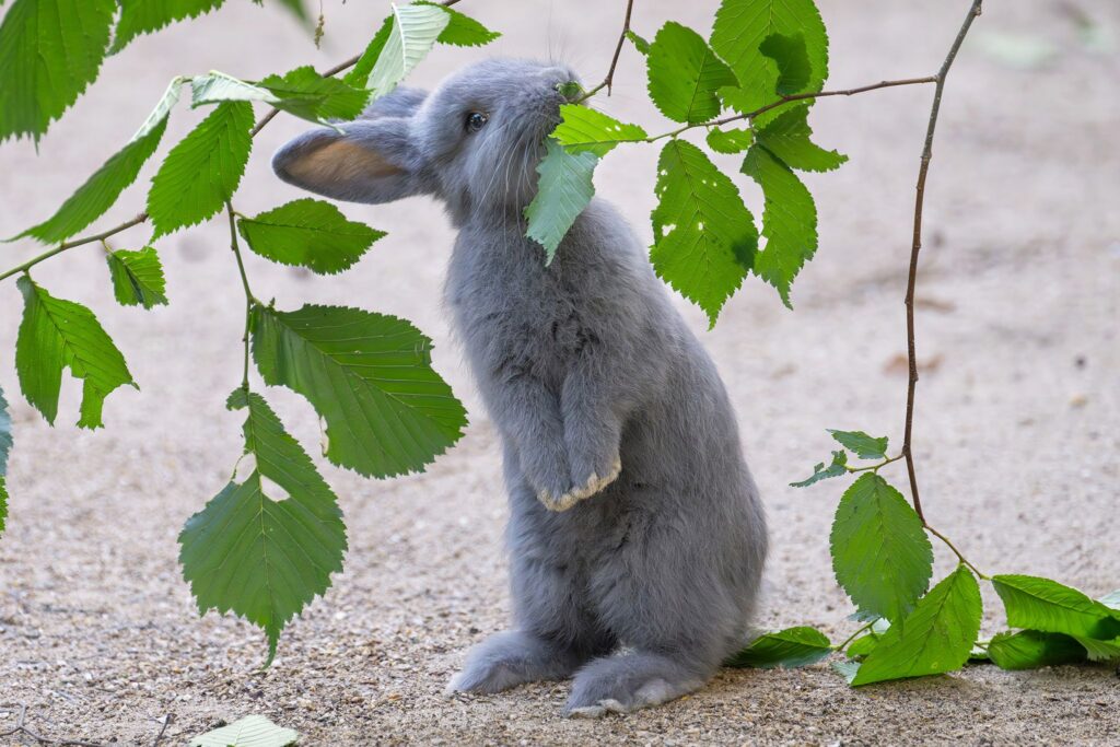 Blaue Wiener