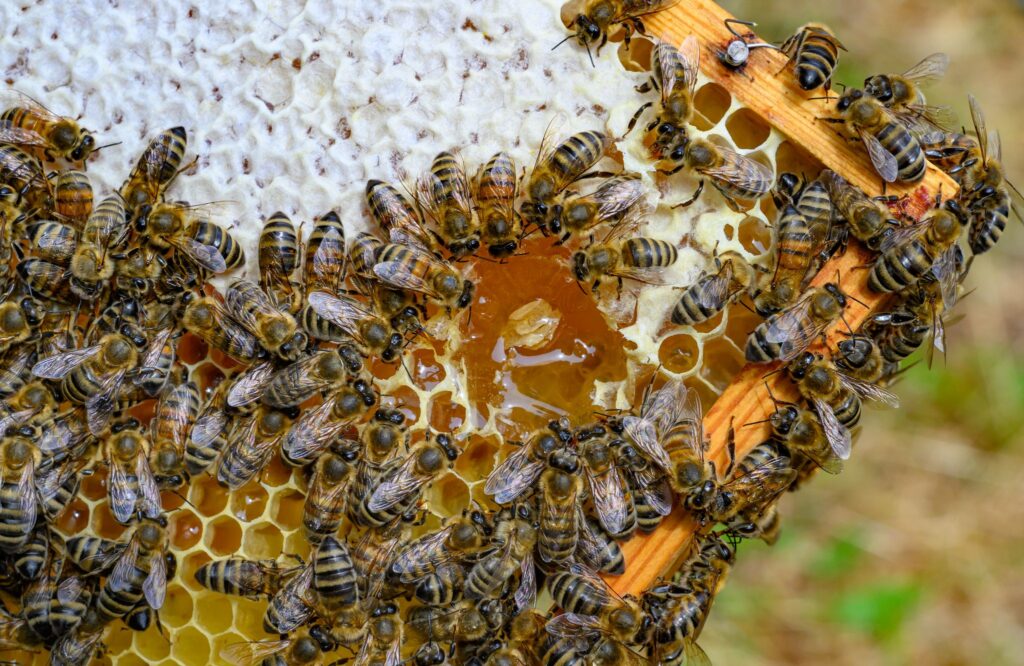 Bienenwabe