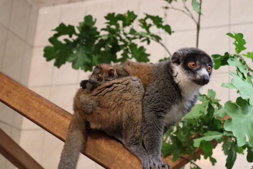 Mongozmaki-Nachwuchs im Tierpark Berlin