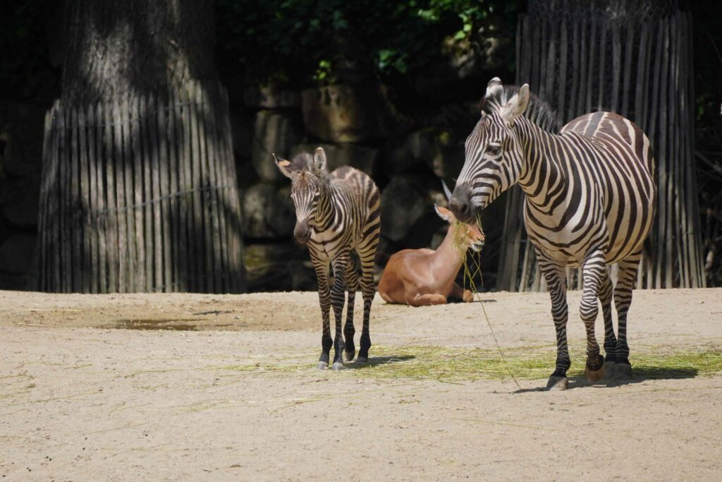 Zebrafohlen