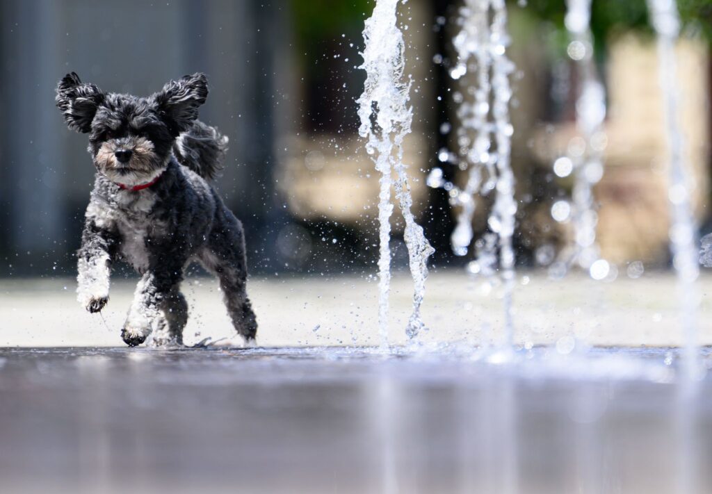 Hunde