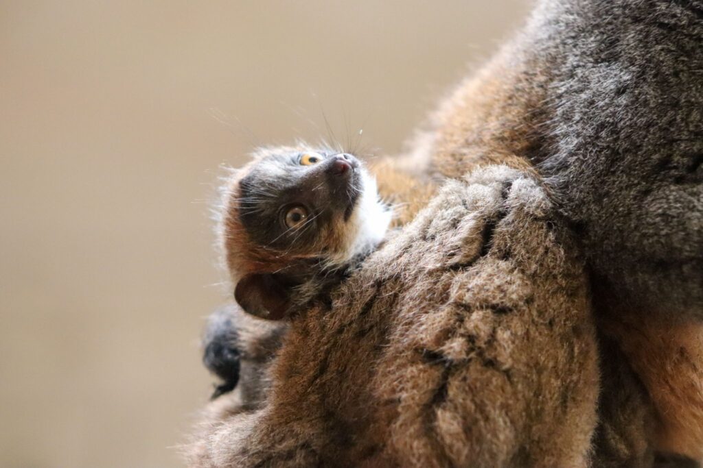 Mongozmaki-Nachwuchs im Tierpark Berlin