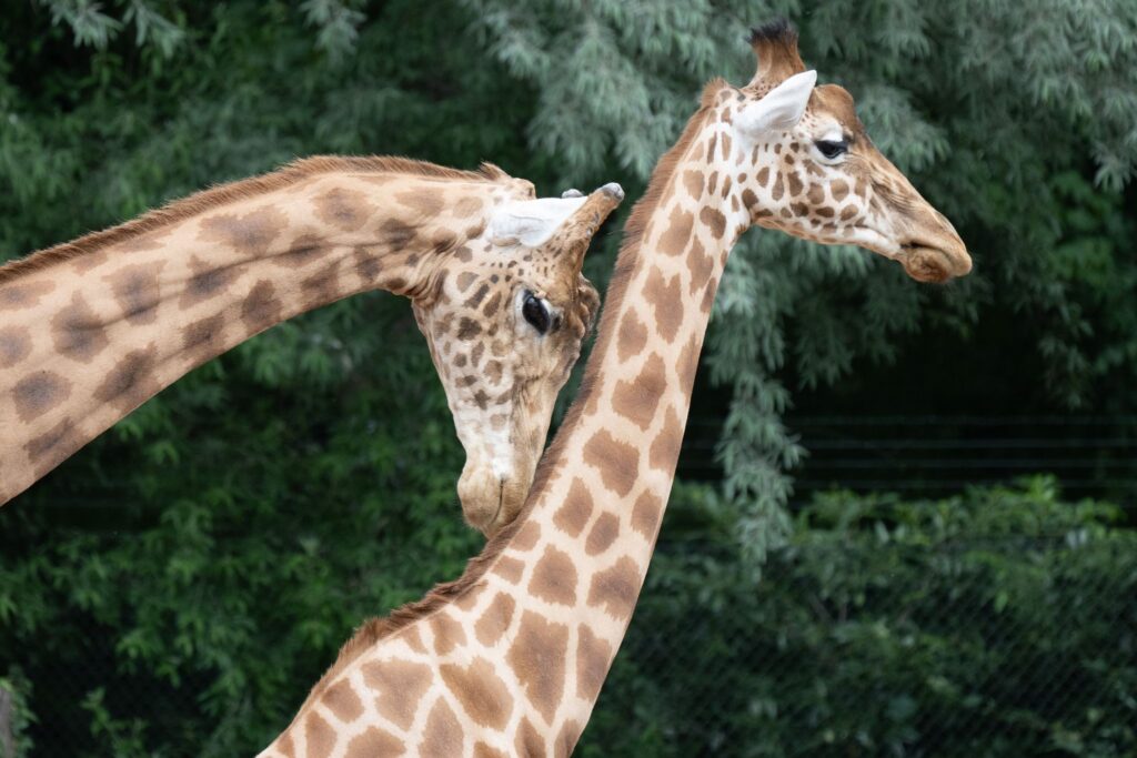 Giraffenanlage im Zoo Dresden eröffnet
