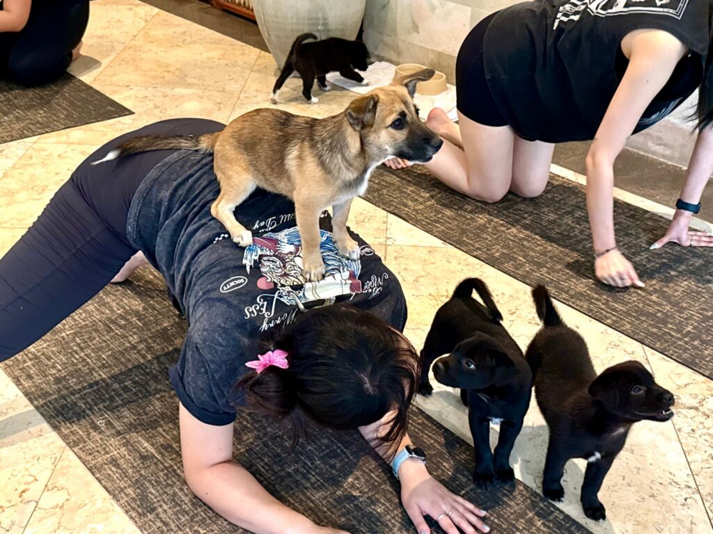 Wellness-Trend Puppy Yoga