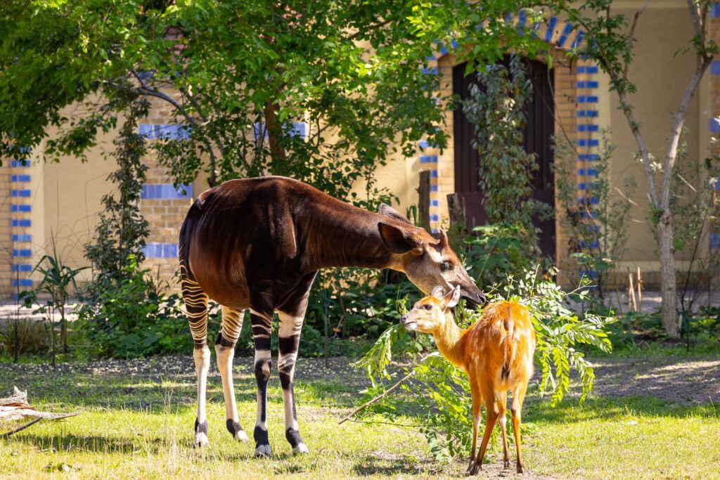 Sitatunga