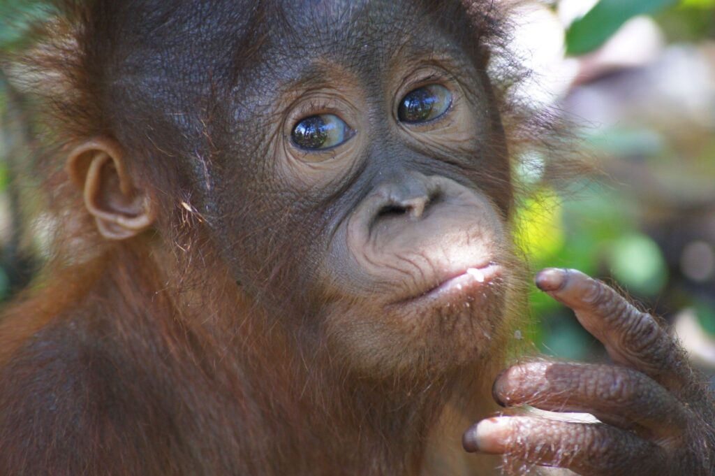 Orang-Utan Himba