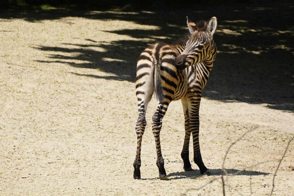 Zebrafohlen