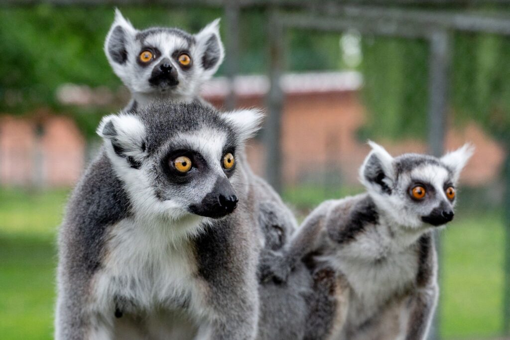Zwillings-Nachwuchs bei den Kattas im Jaderpark
