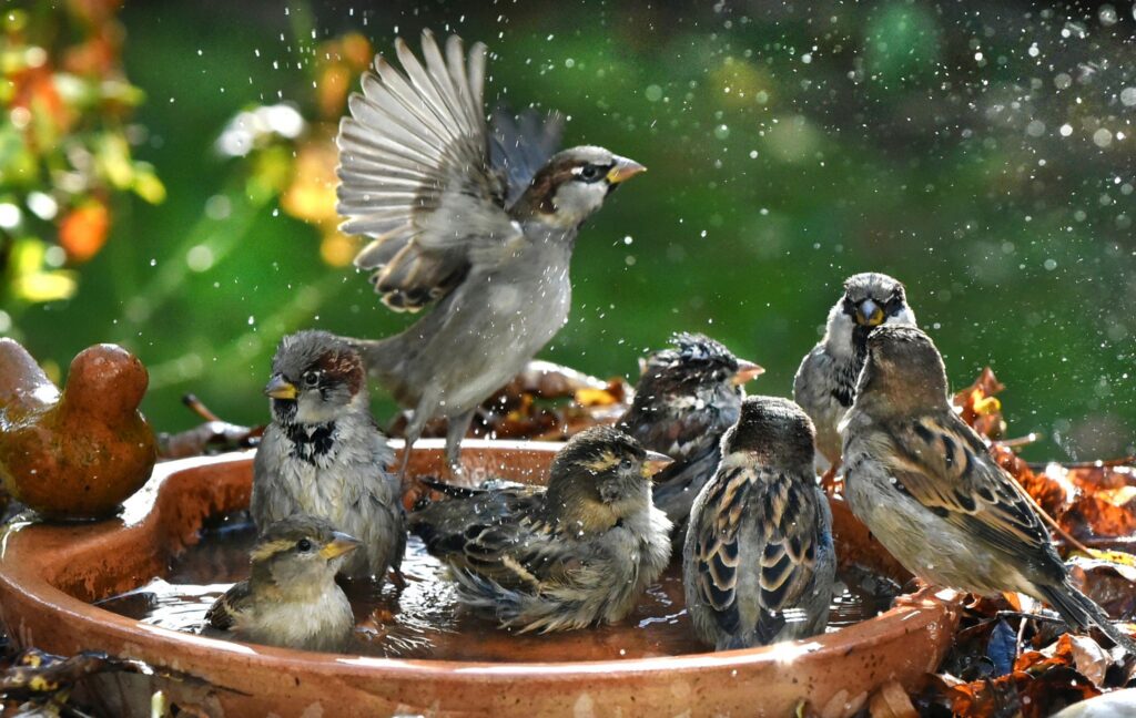 Haussperlinge baden in einer Vogeltränke