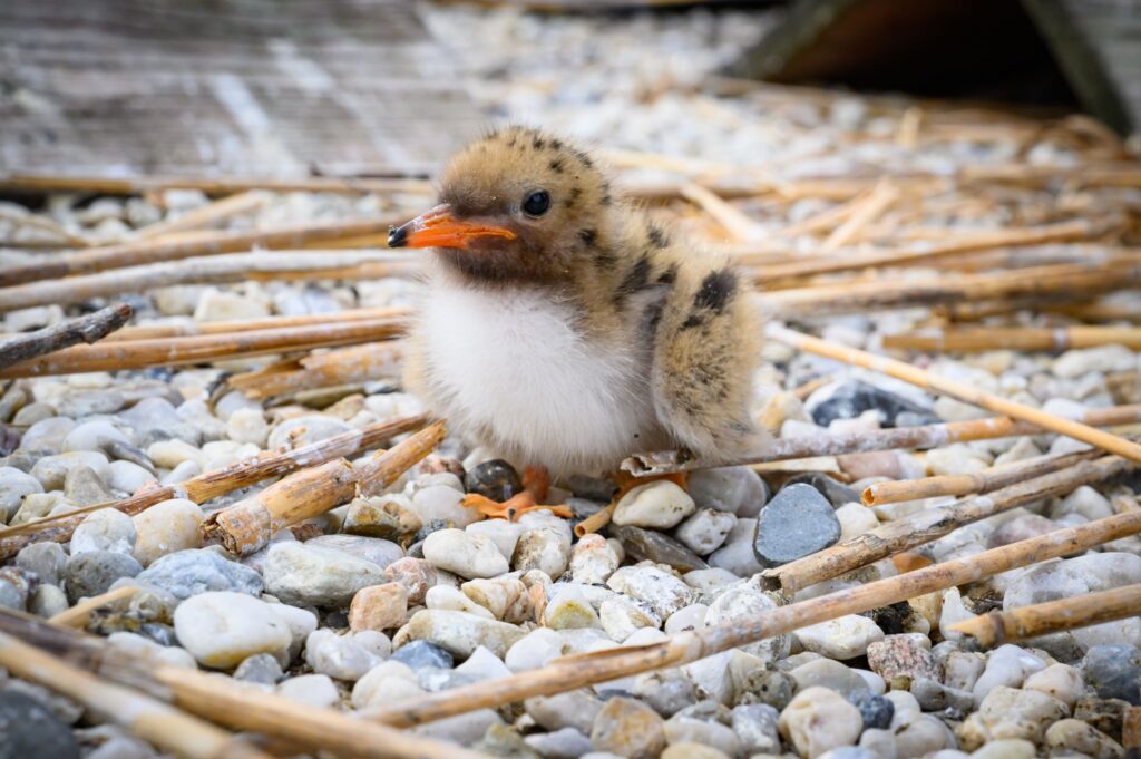 Nachwuchs bei den Flussseeschwalben