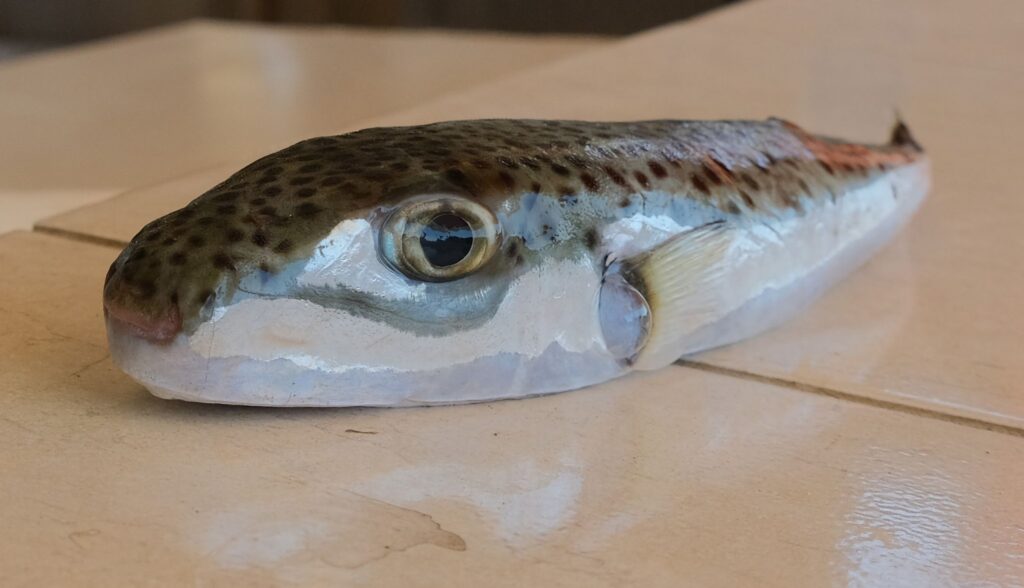 Hasenkopf-Kugelfisch