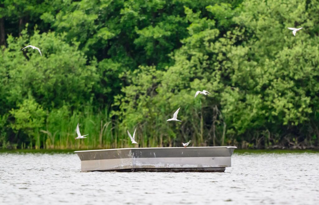 Nachwuchs bei den Flussseeschwalben