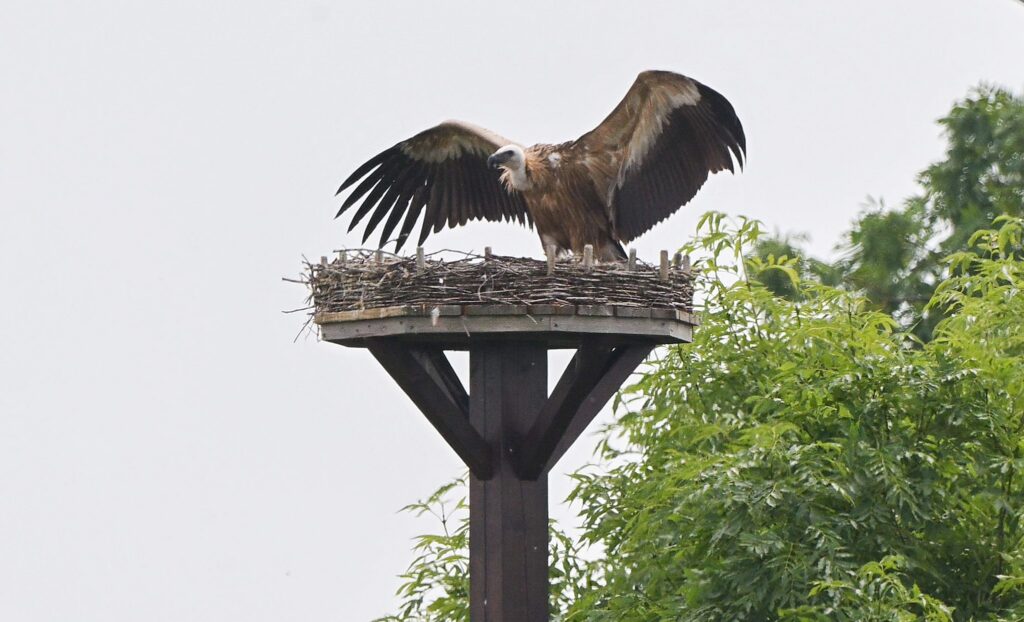 Gänsegeier