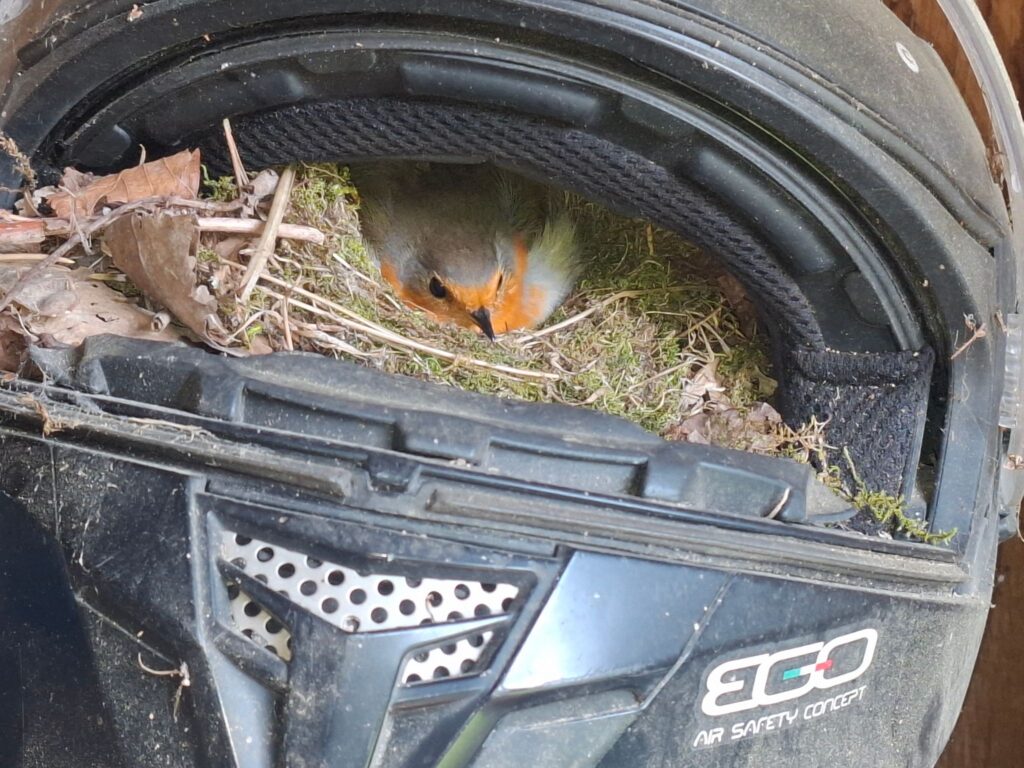 Rotkehlchen brütet in Motorradhelm