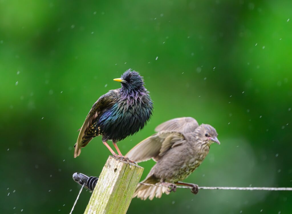 Star im Regen