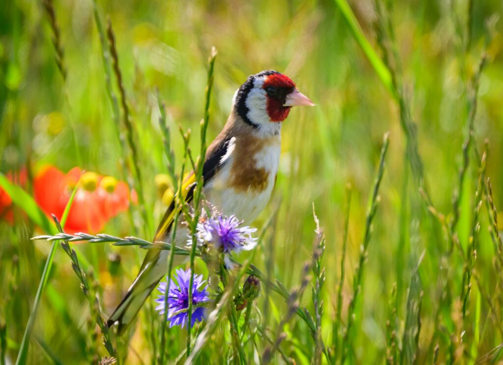 Vogel