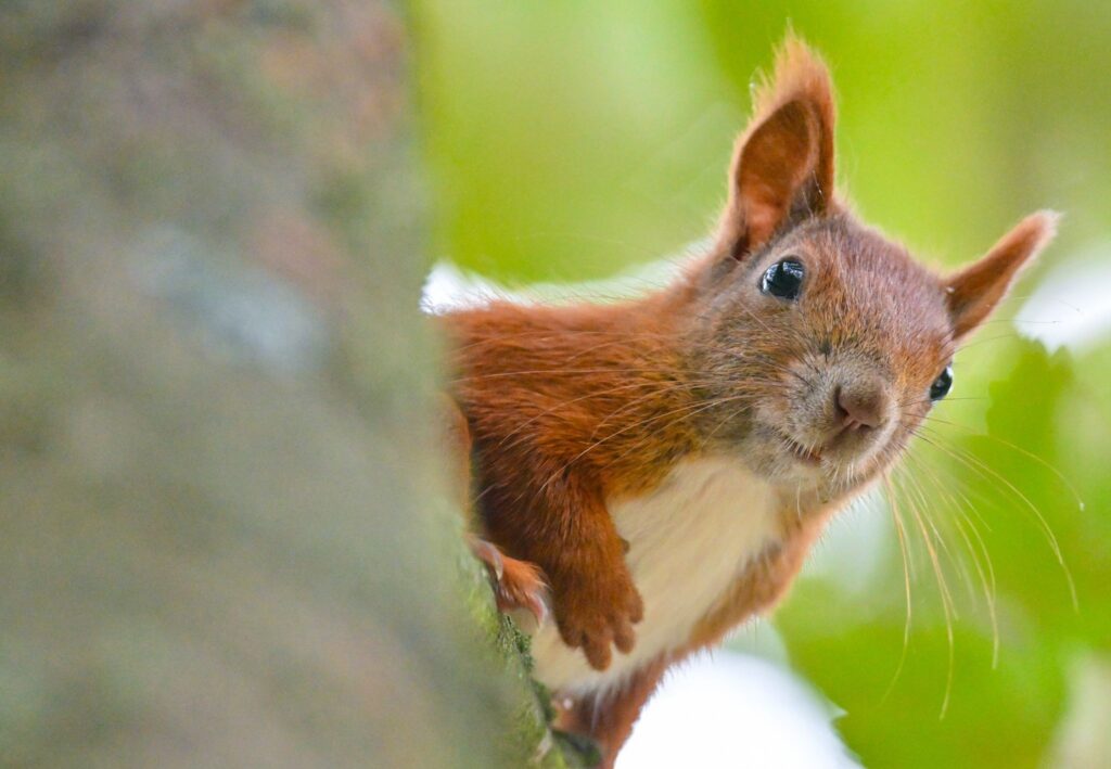 Ein Eichhörnchen blickt von einem Ast herab