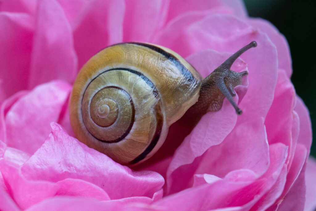 Schnecke