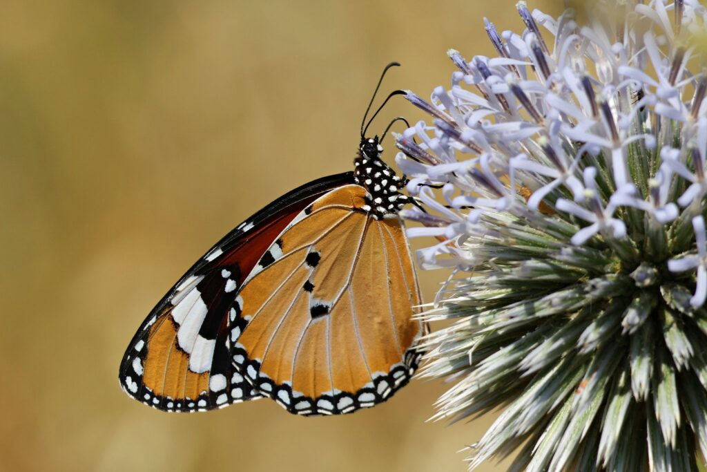 Kleiner Monarch