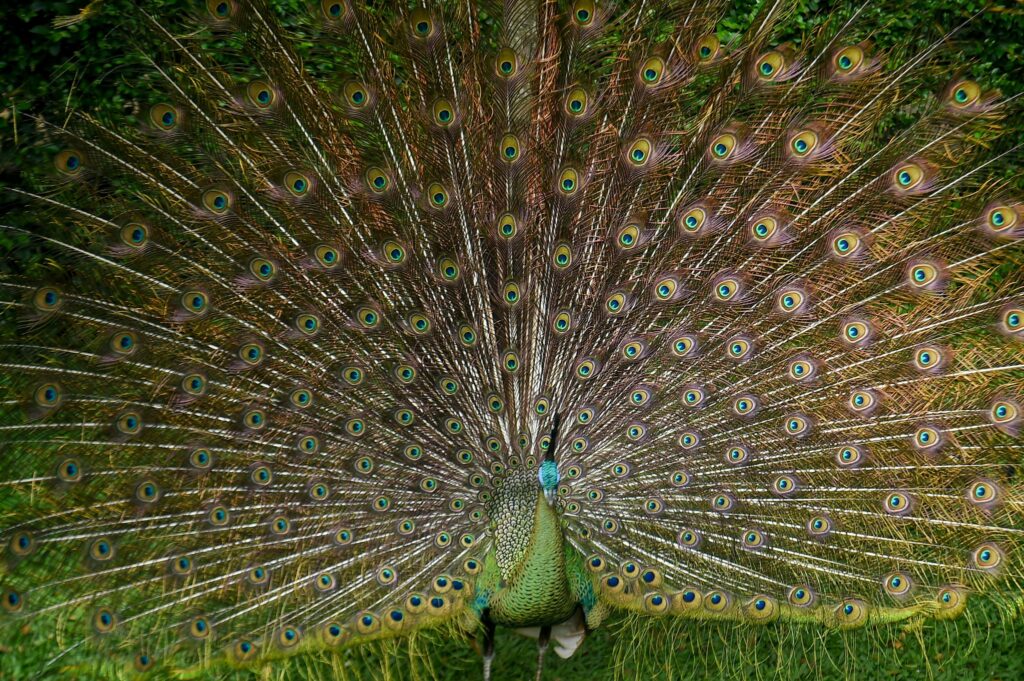 Pfau schlägt ein Rad