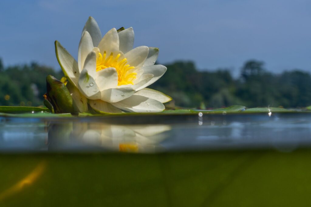 Seerose