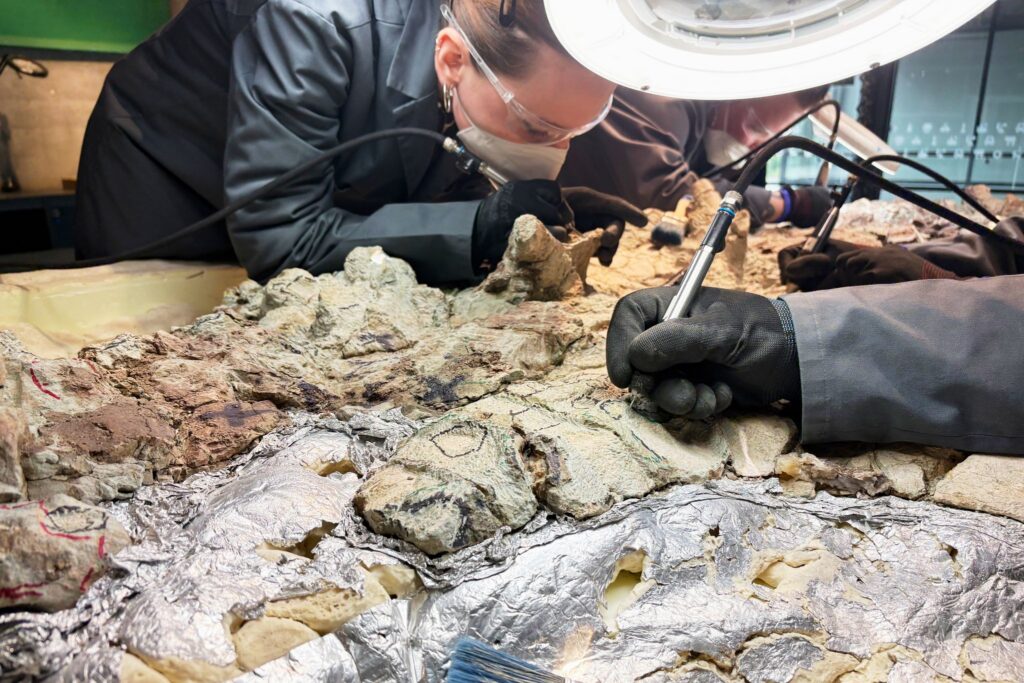 Skelett eines Mastodonsaurus