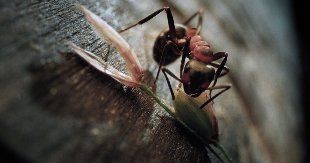 Kinofilm Insekten