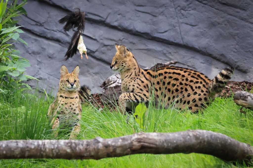 Servale beim Jagdtraining in Hagenbecks Tierpark