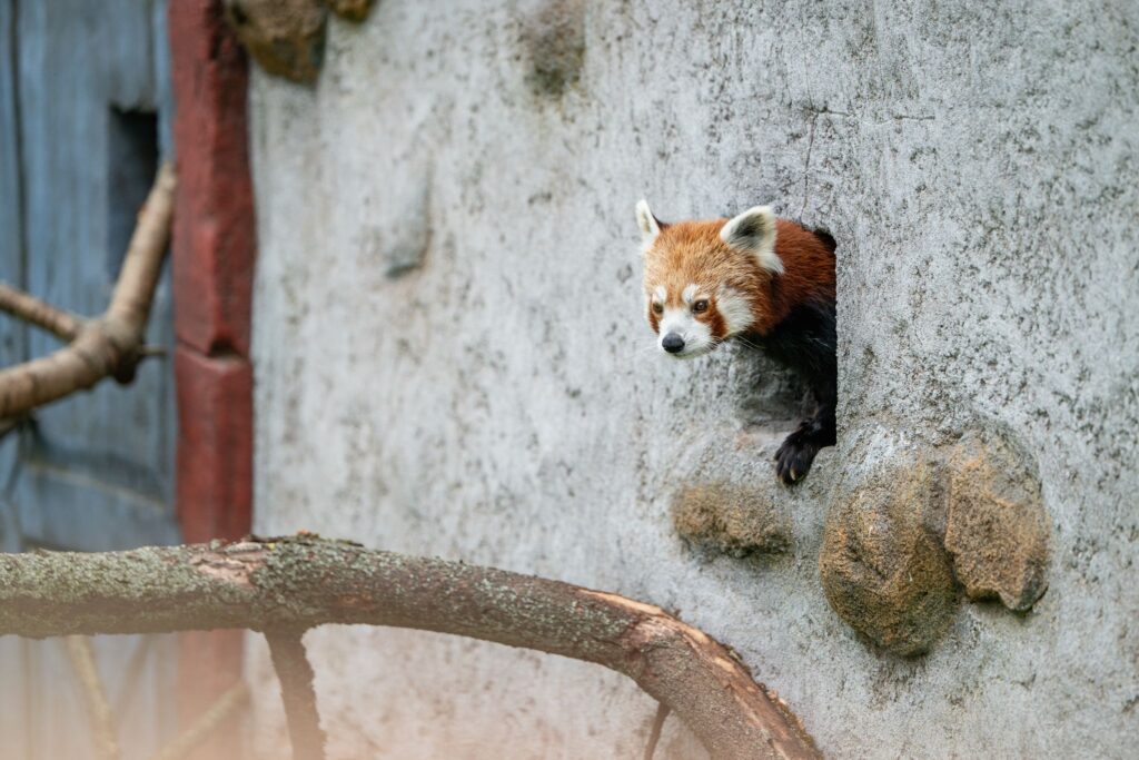 Roter Panda