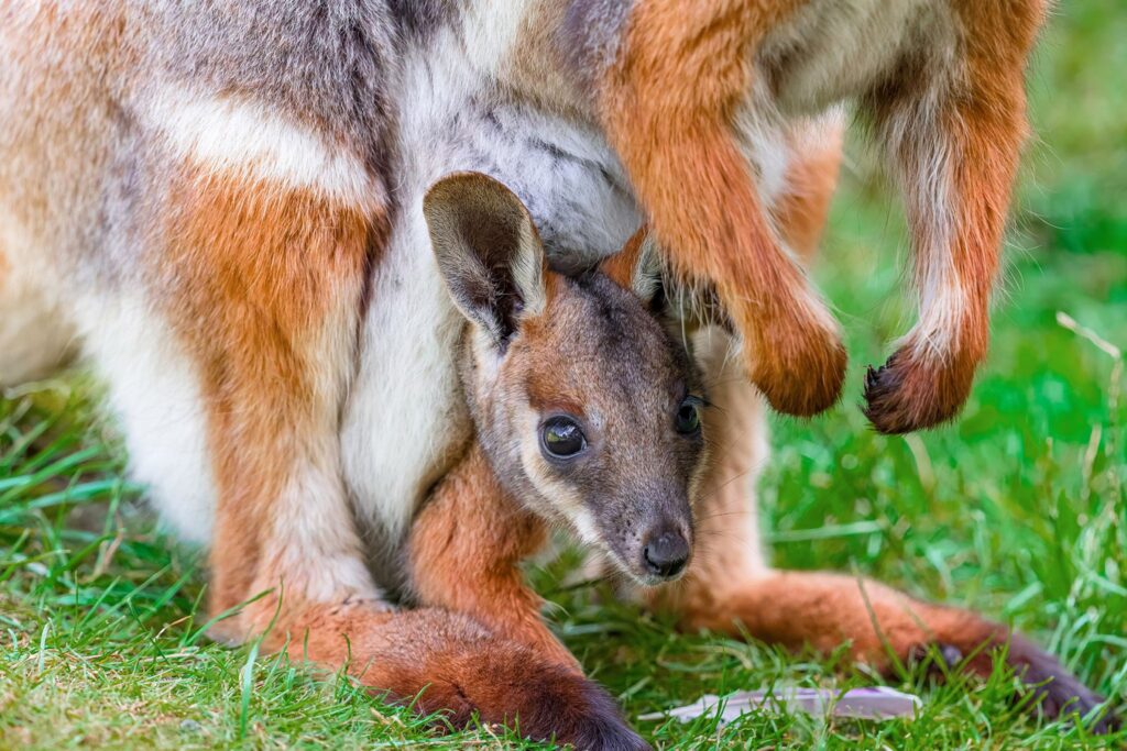 Felsenkänguru Zoo Duisburg